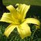 Лилейник 'Лемон Мэйдилан' / Hemerocallis  'Lemon Madeline'